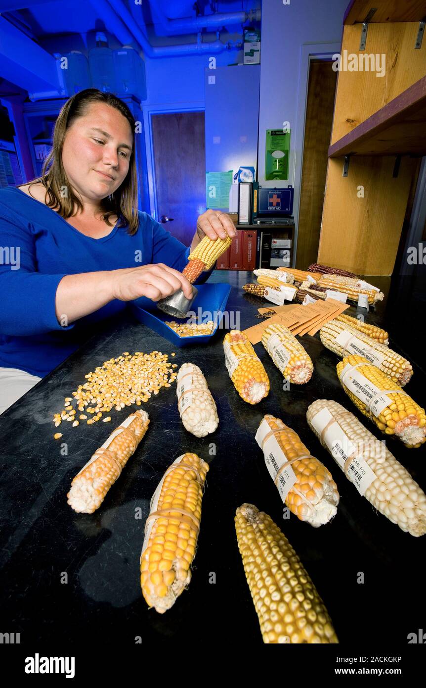 Fungus-resistant corn research. Geneticist examining kernels of corn ...