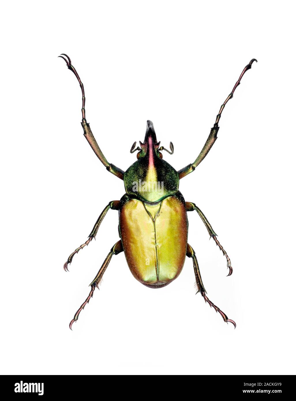Theodosia flower beetle (Theodosia rodriguezi). The Theodosia beetles