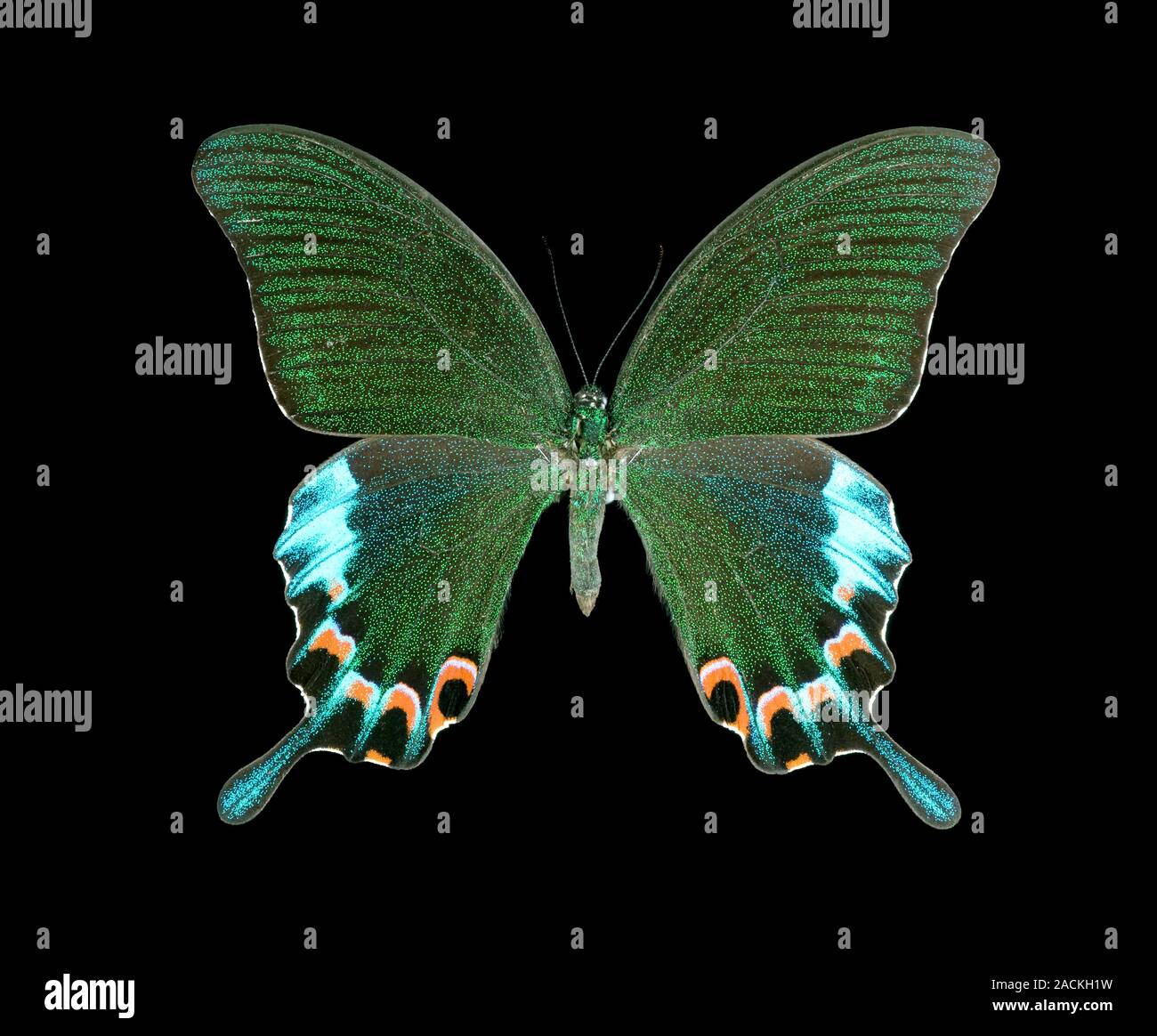 Luzon peacock swallowtail (Papilio chikae chikae). This butterfly is ...