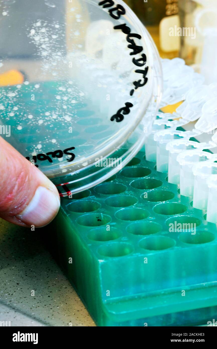 Hand of a scientist holds a petri dish culture while decanting samples ...
