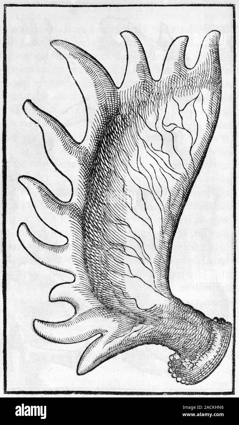 Moose antler, historical artwork. 16th Century woodcut of the antler
