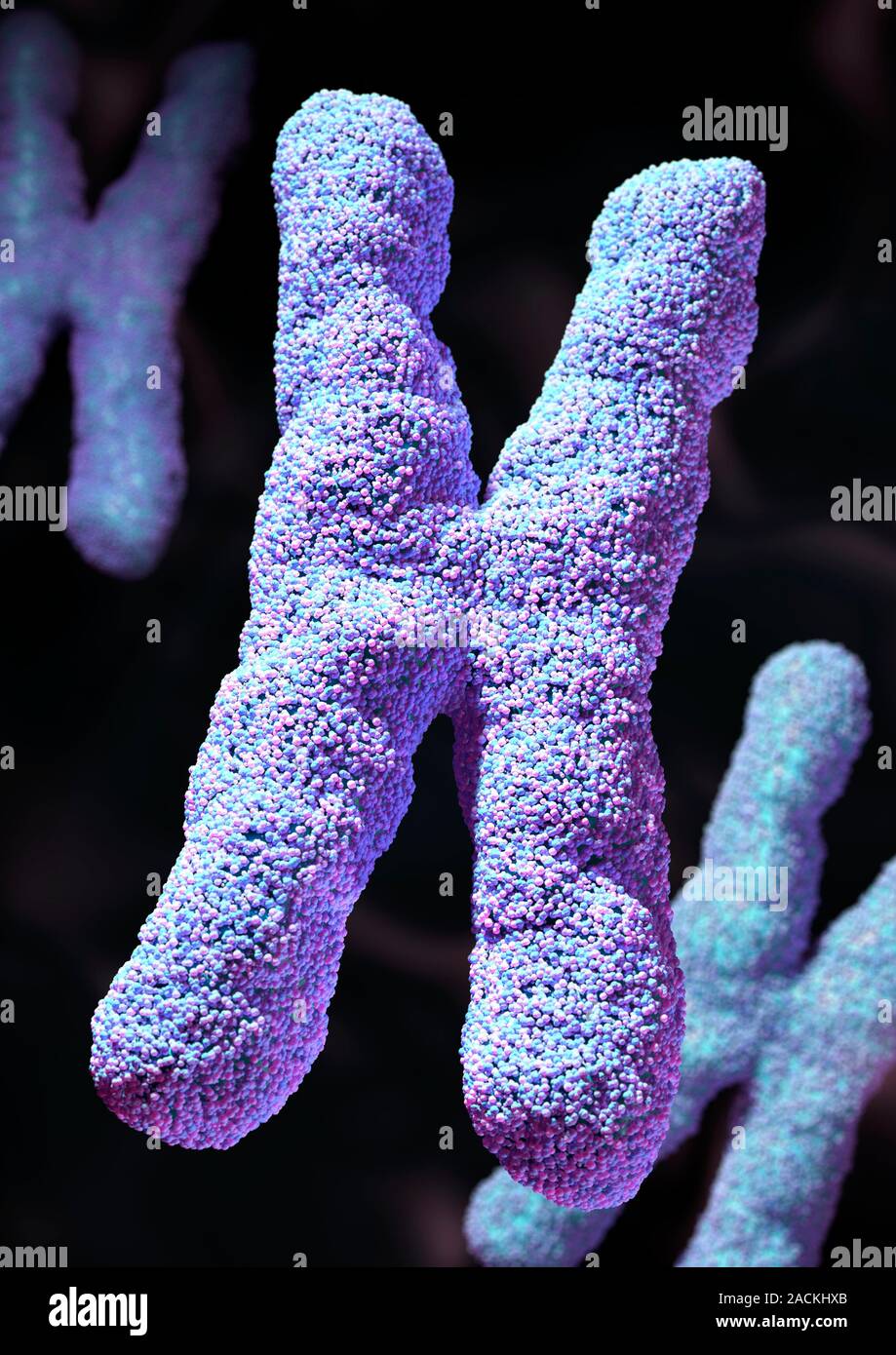 Chromosomes. Computer artwork of human chromosomes. Chromosomes are ...