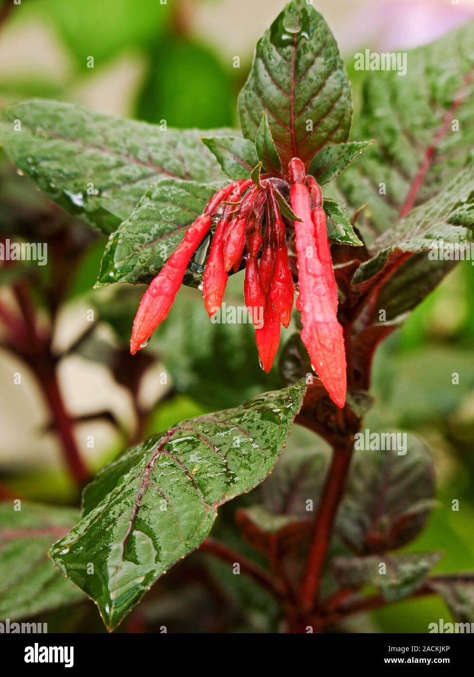 Fuchsia 'Gartenmeister Bonstedt' Flowering In Summer Stock Photo - Alamy