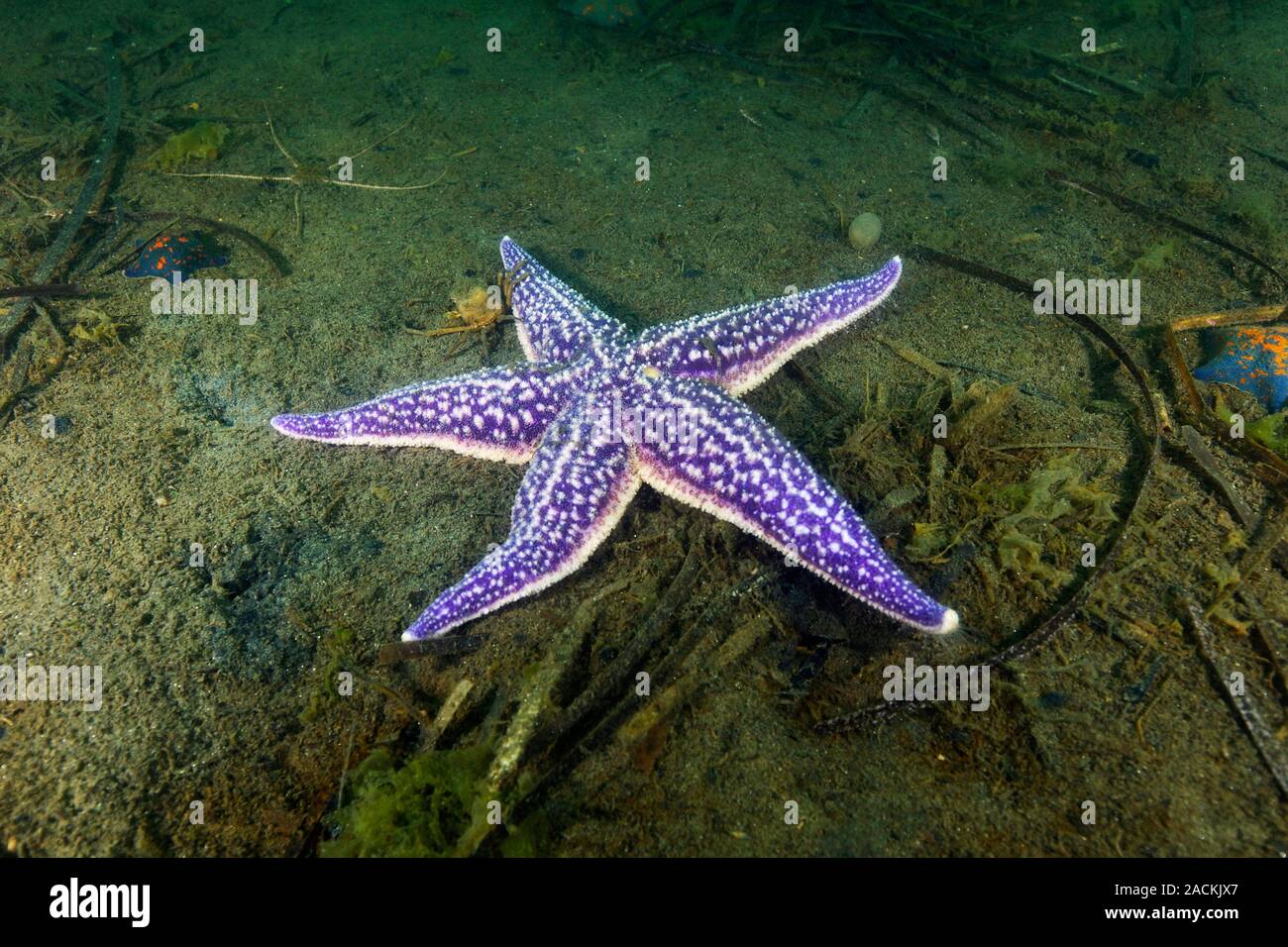 Обитатели Японского Моря Фото И Названия