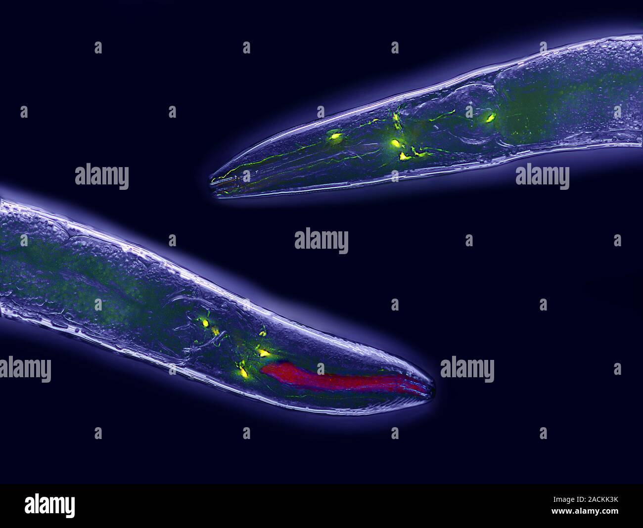 Caenorhabditis elegans. Confocal micrograph of Caenorhabditis elegans ...