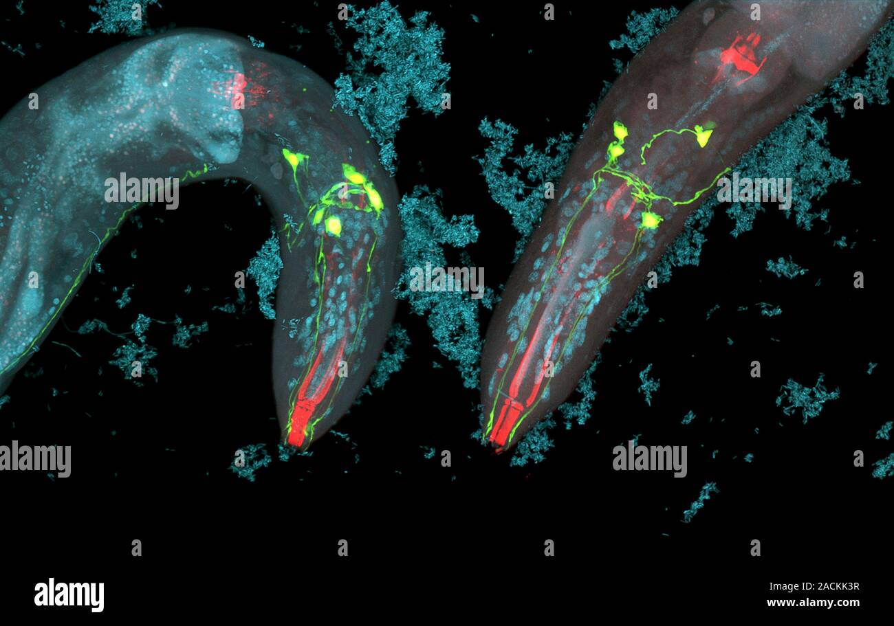 Caenorhabditis elegans and bacteria. Confocal light micrograph of ...