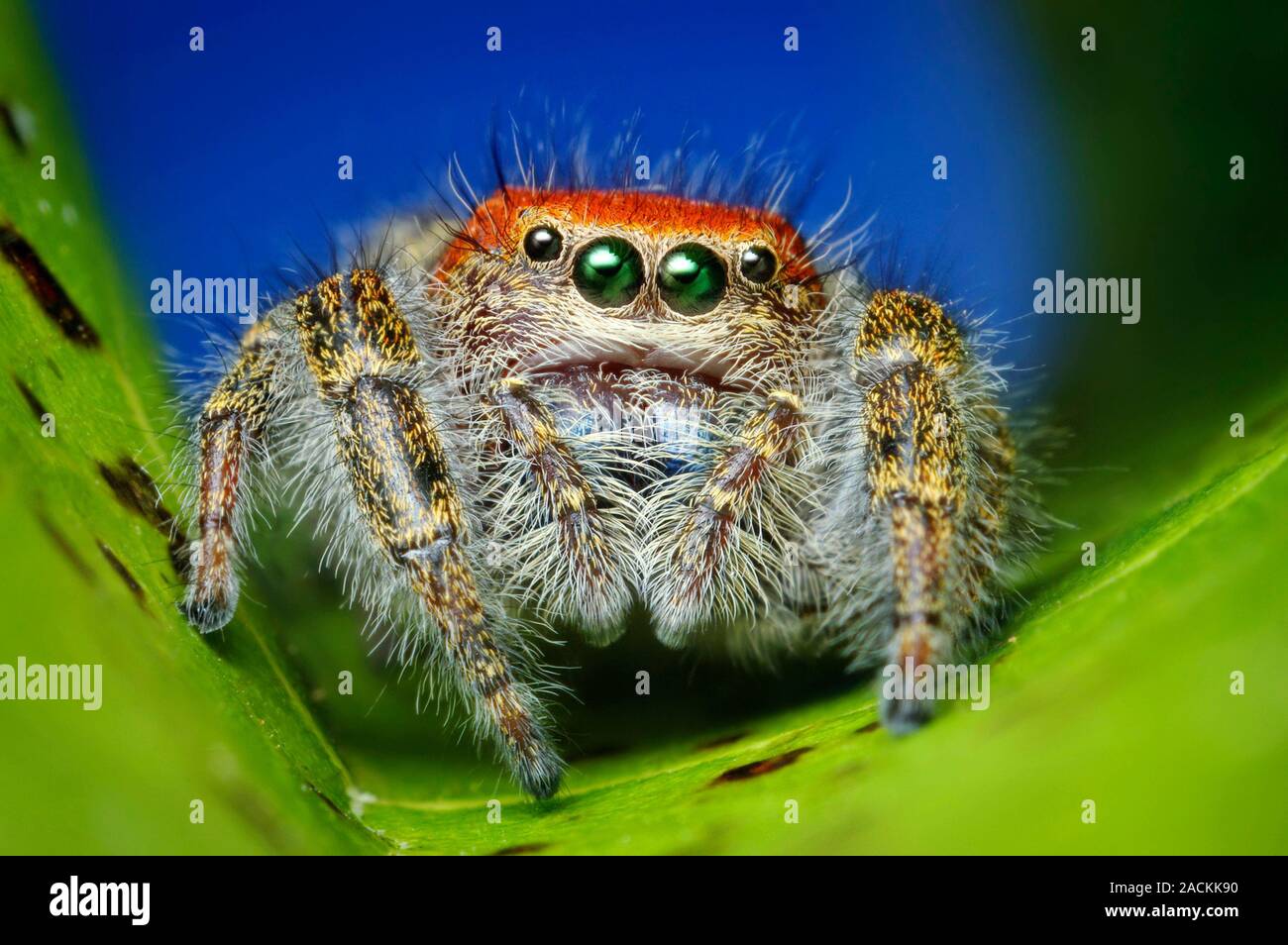 Cardinal jumper. Macro photograph of a female Cardinal jumper