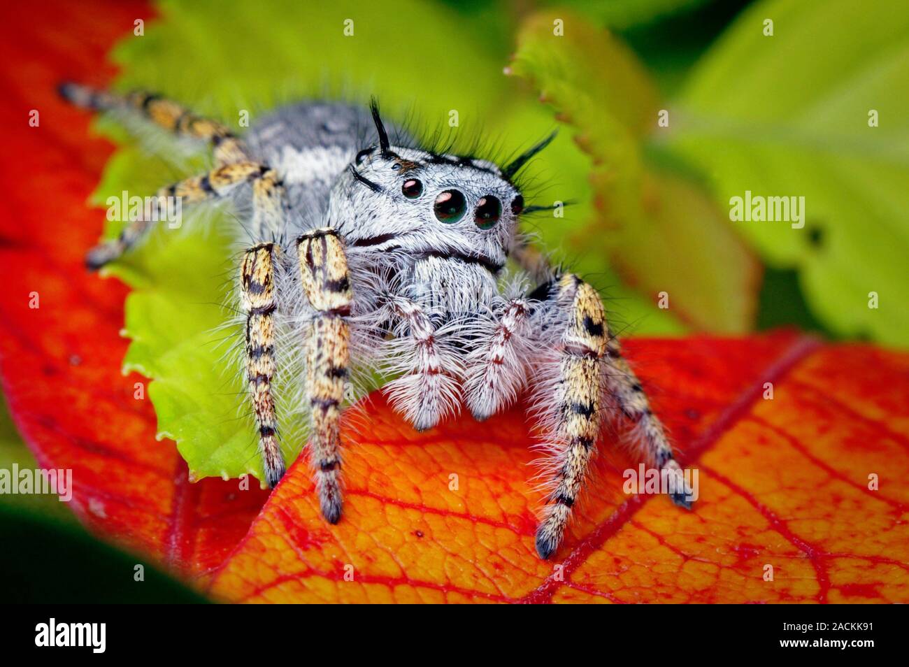 Jumping spider. Macro photograph of a female jumping spider (Phidippus