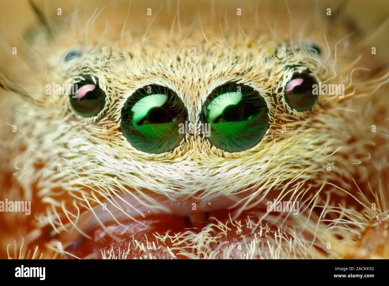 Jumping spider. Macro photograph of a female jumping spider (Phidippus