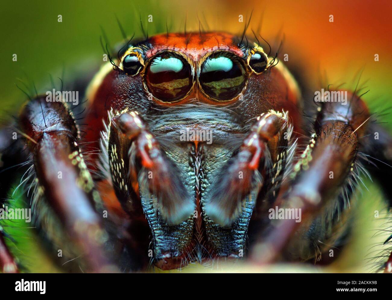 Jumping spider. Macro photograph of a large male jumping spider