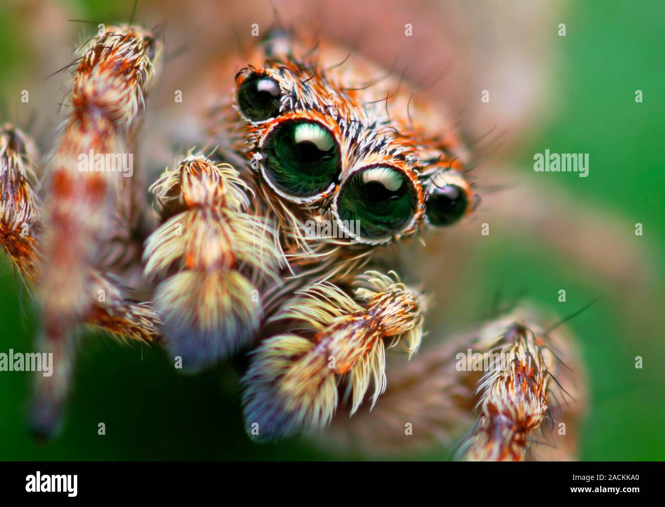 Jumping spider. Macro photograph of a jumping spider (Sitticus fasciger