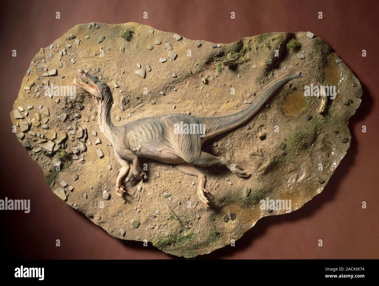 Baryonyx dinosaur reconstruction. Model of a corpse of Baryonyx walkeri ...