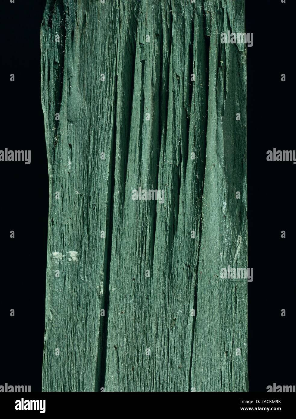 Slate. Specimen of Cambrian slate from North Wales, UK. Slate is