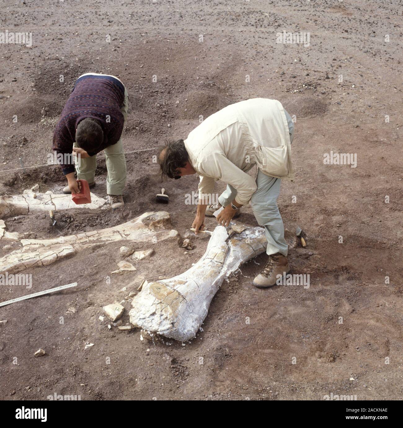 Rebbachisaurus fossil excavation. Palaeontologists cleaning and