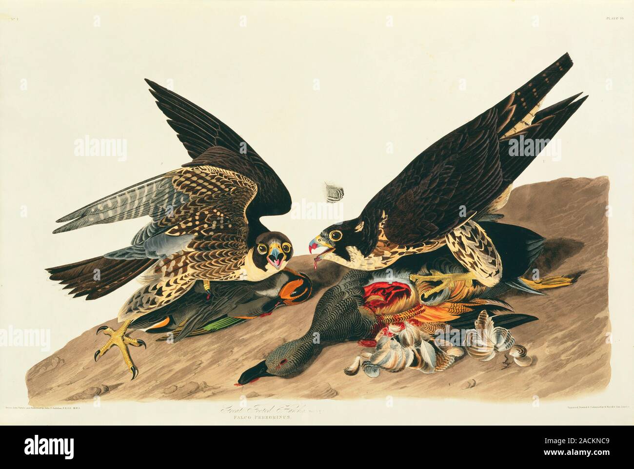Two Falcons Peregrine falcons (Falco peregrinus). Two birds of prey feeding on ...