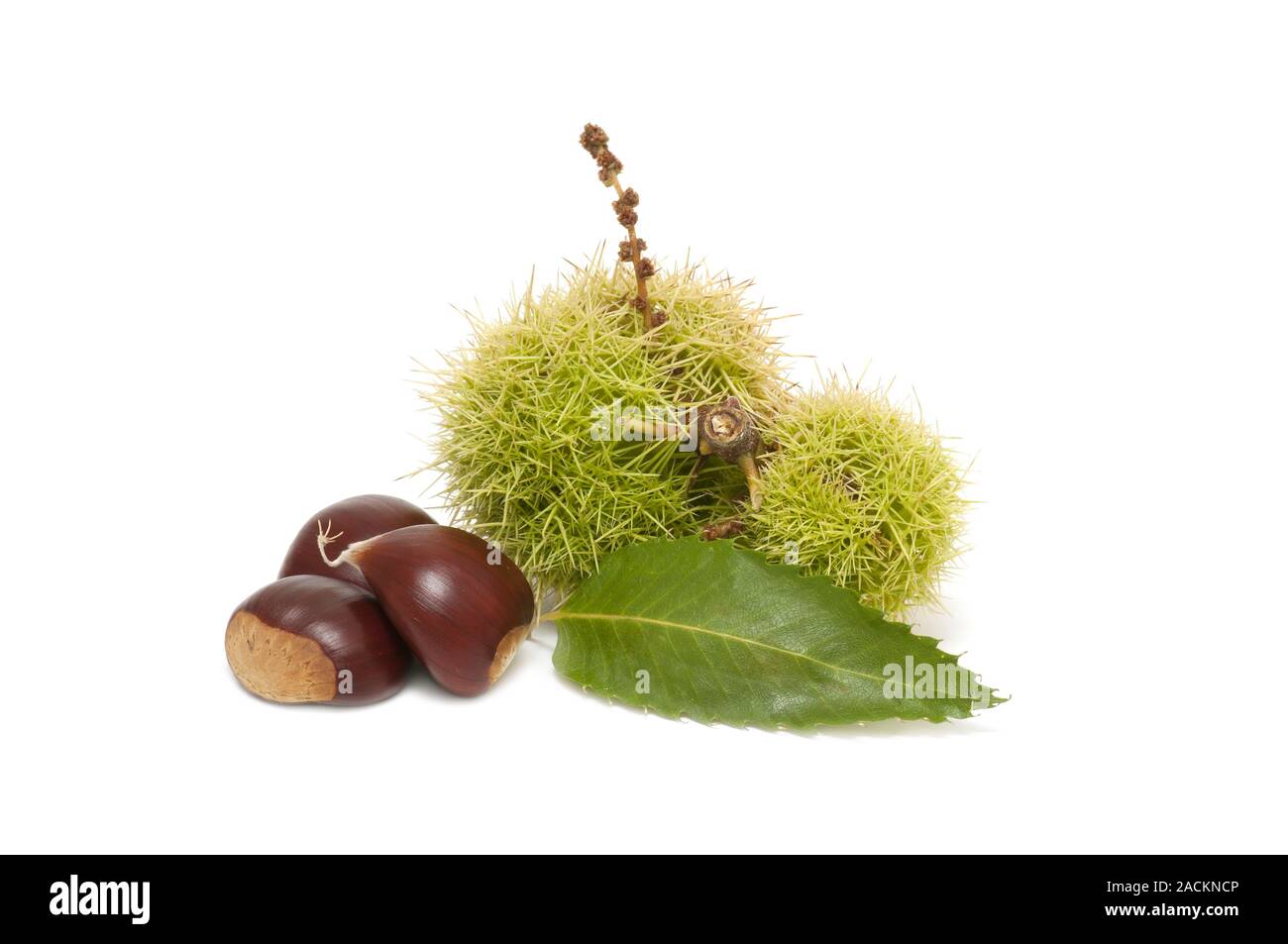 Chestnuts freshly harvested hi-res stock photography and images - Alamy