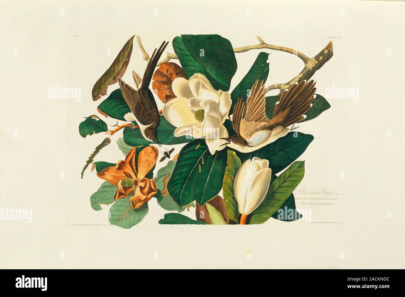 Blackbilled cuckoos (Coccyzus erythropthalmus). Illustration from John James Audubon's 'Birds