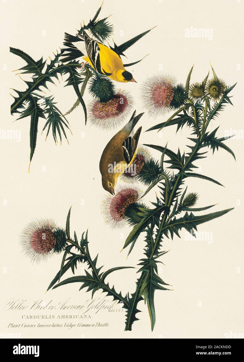 American goldfinch (Carduelis tristis). Illustration from John James Audubon's 'Birds of America