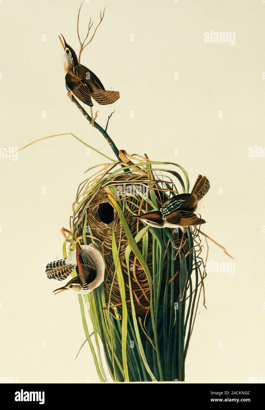 Marsh wren (Cistothorus palustris). Illustration from John James Audubon's 'Birds of America