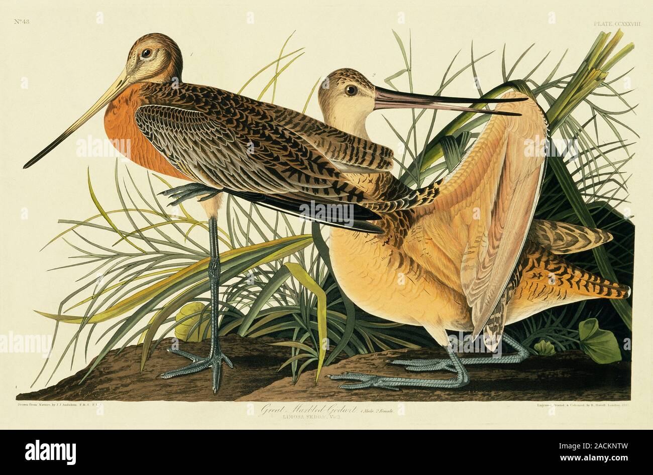 Marbled godwit (Limosa fedoa). Illustration from John James Audubon's ...