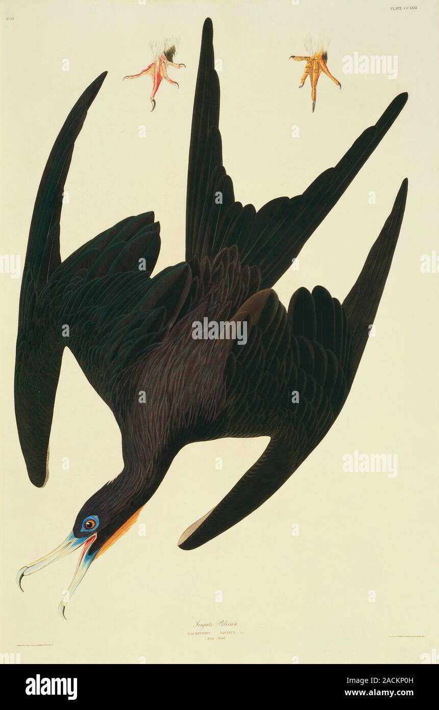 Magnificent frigatebird (Fregata magnificens). Illustration from John James Audubon's 'Birds of