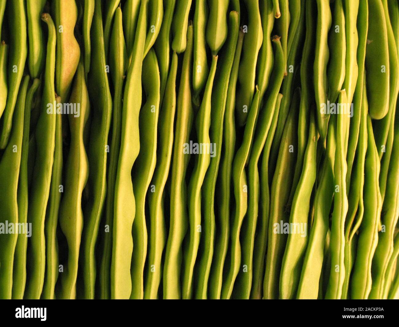 Light beans hi-res stock photography and images - Alamy