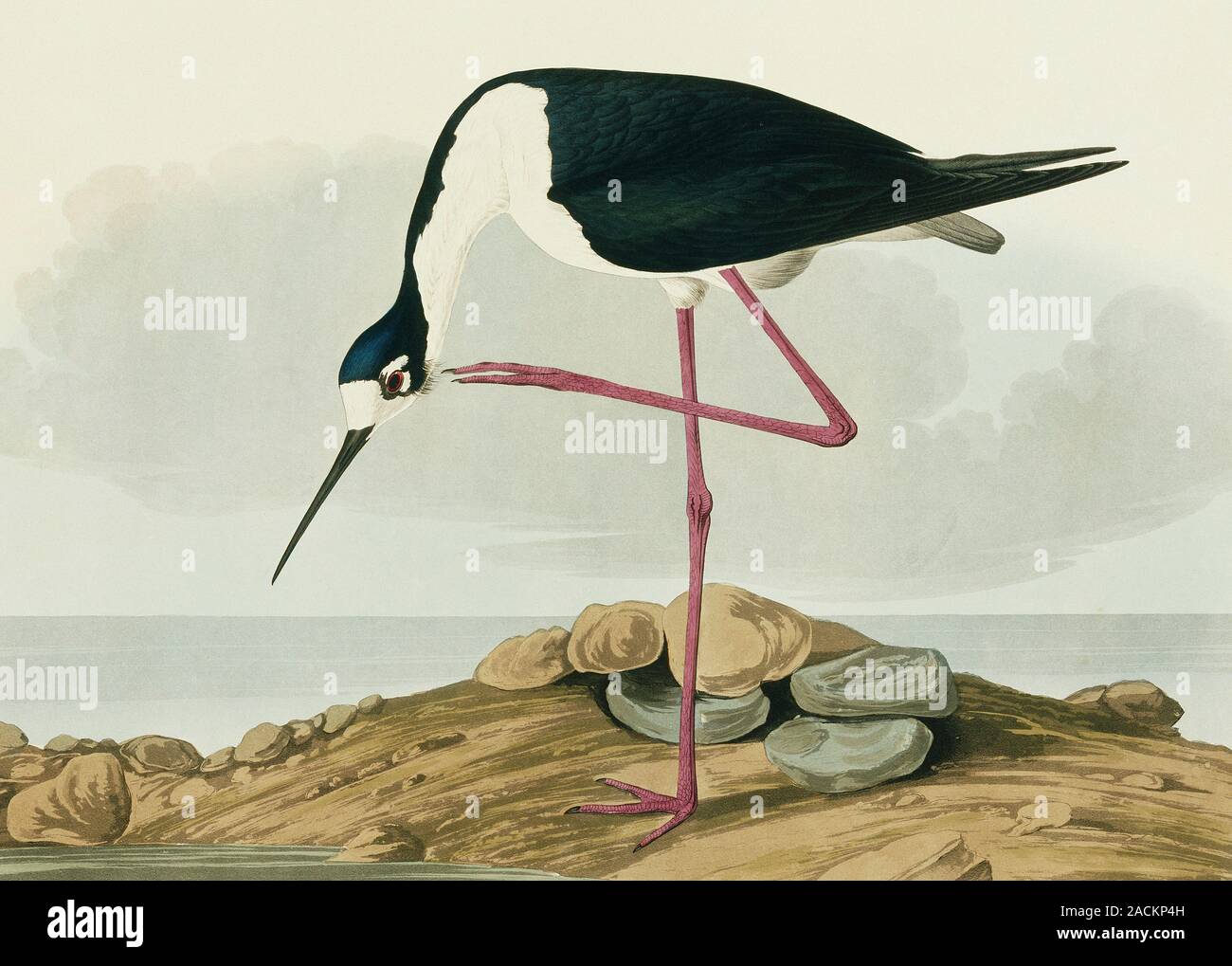 Blackwinged stilt wading bird (Himantopus himantopus). Illustration from John James Audubon's