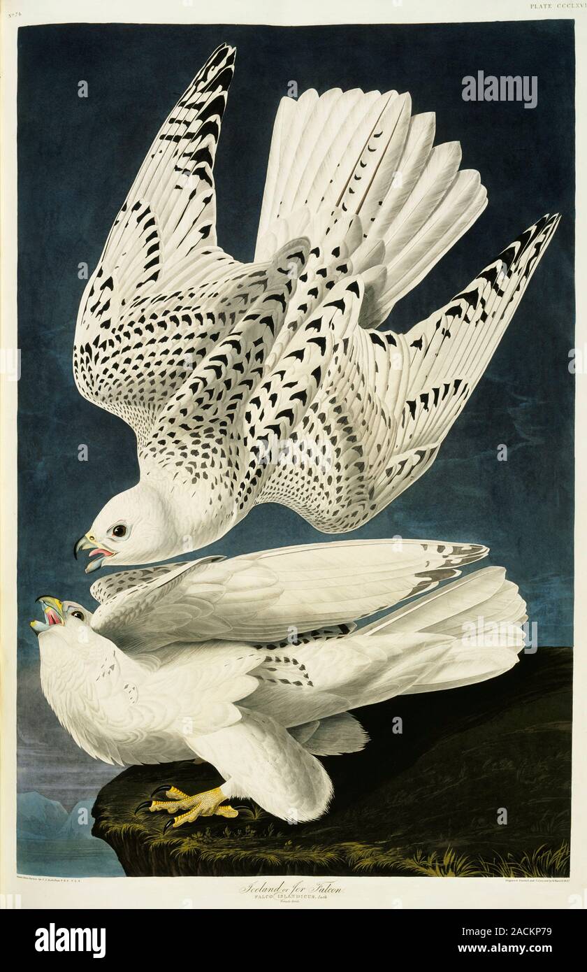 Gyrfalcon (Falco rusticolus). Illustration from John James Audubon's 'Birds of America
