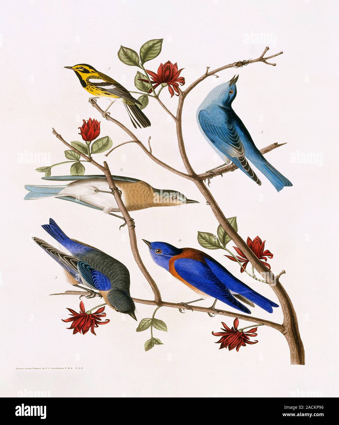 Mountain bluebird (Sialia currucoides), male western bluebird (Scialia