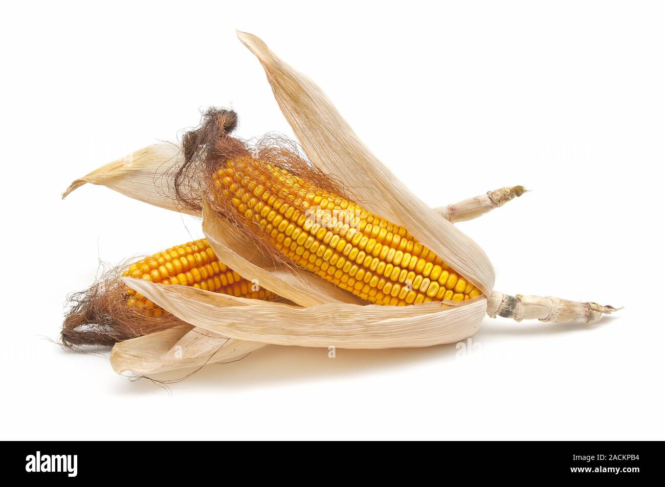 fresh corn cob Stock Photo Alamy