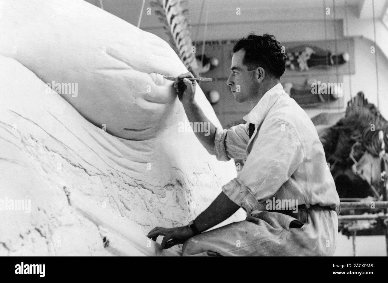 Preparing zoological models. Stuart Latham Stammwitz working on a blue