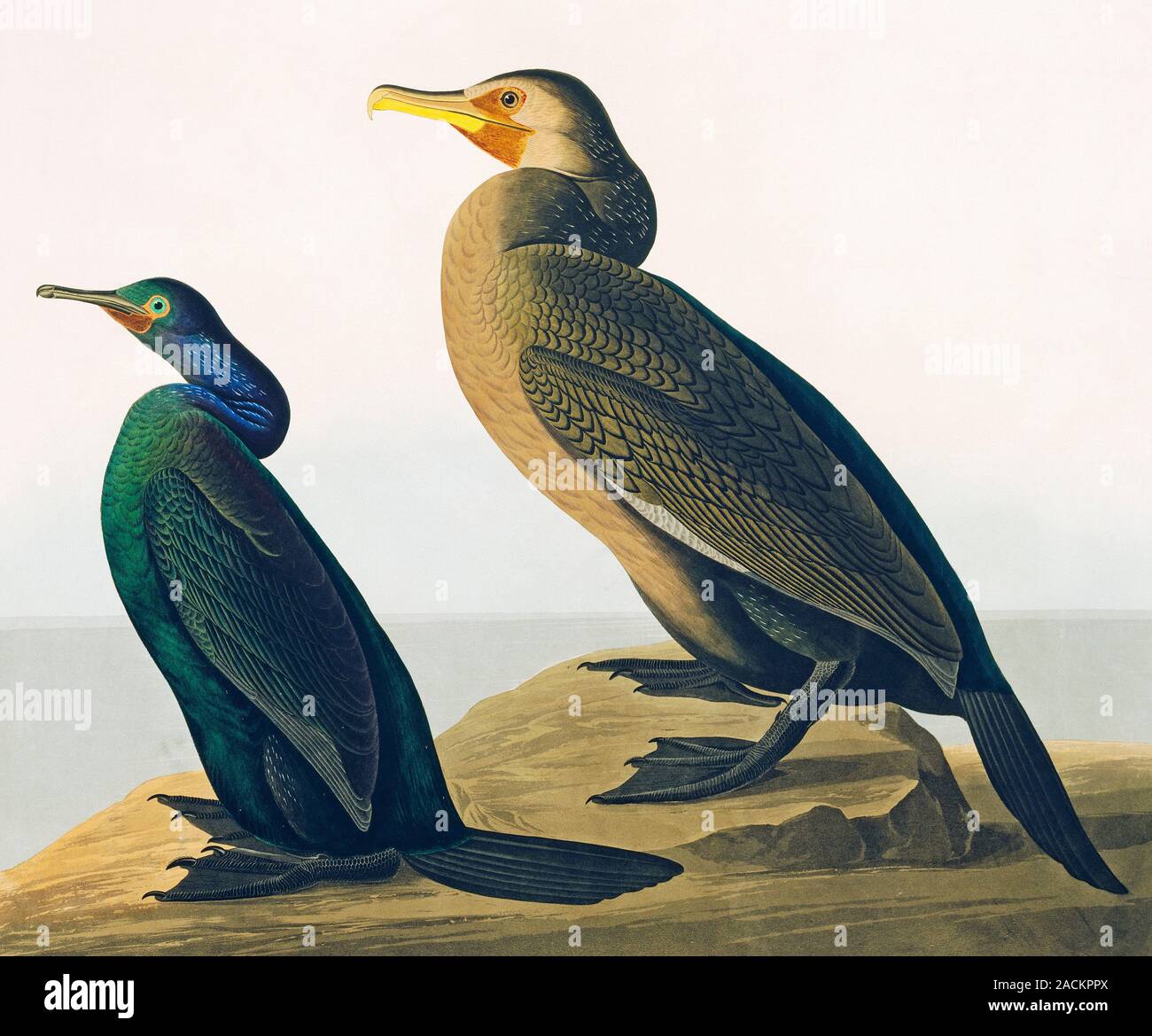 джонс джейн одюбон птицы картинки. птицы америки 7 букв. джон одюбон цапля. джон джеймс одубон john james audubon птицы америки. малая качурка птица.