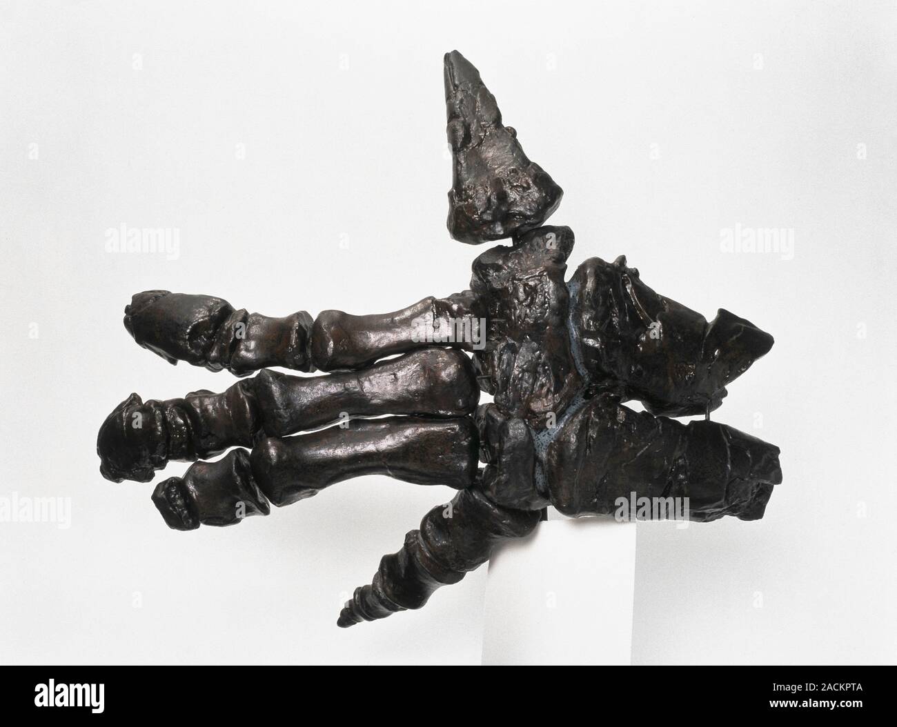 Iguanodon hand fossil. Cast of fossilised bones of a hand from the herbivorous dinosaur