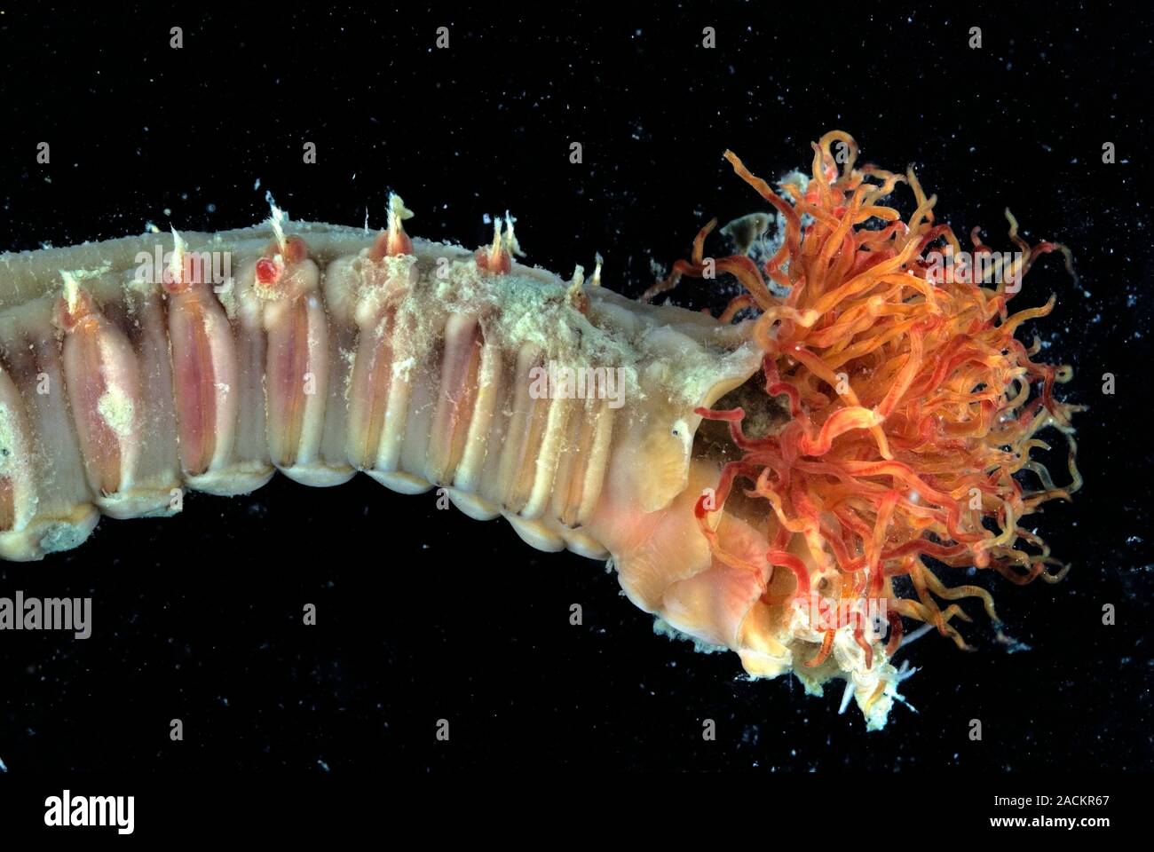Polychaete marine worm. Close-up of the tentacled head of a tube-dwelling polychaete worm. This species uses its tentacles to feed on phytoplankton du Stock Photo