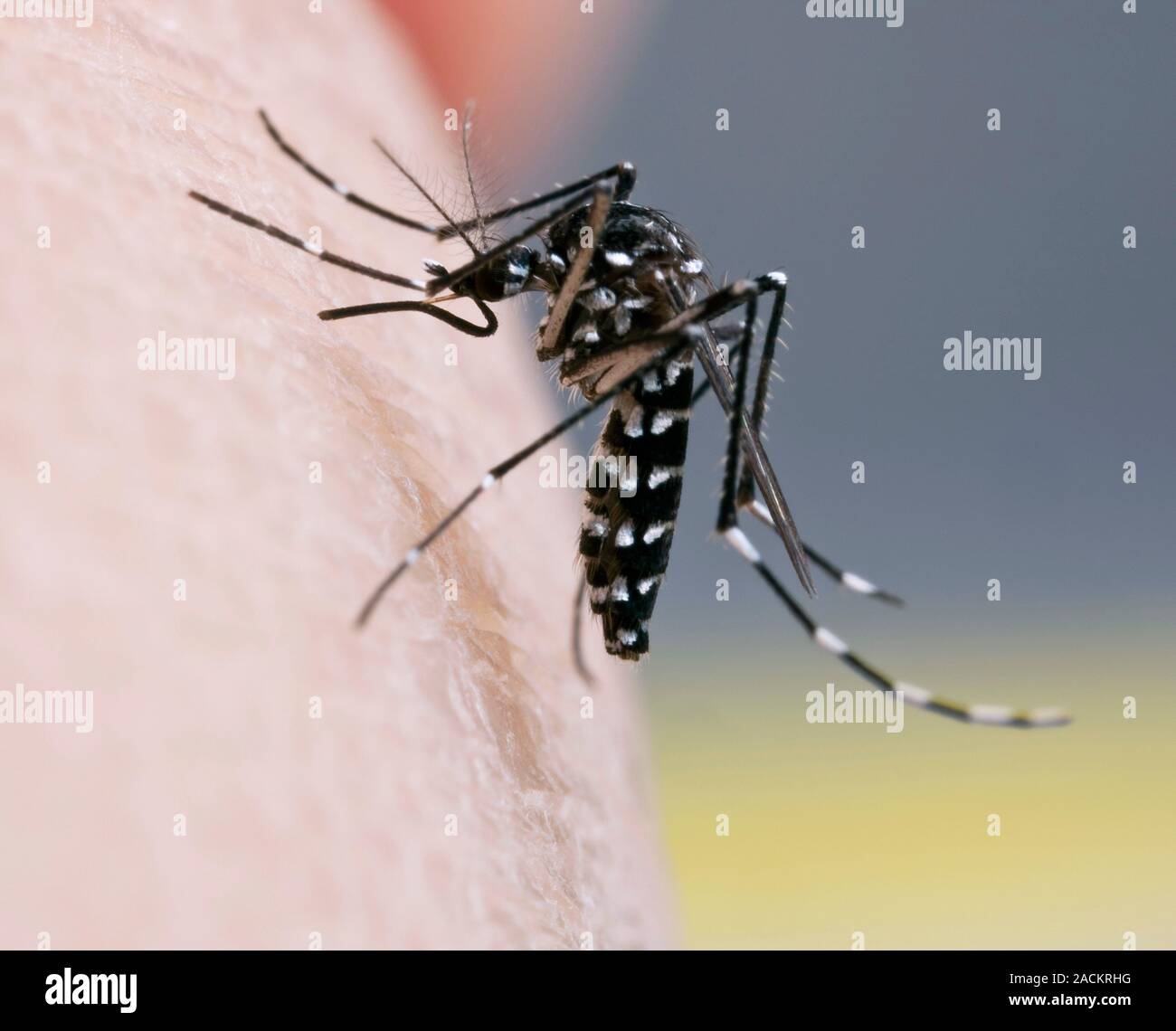 Asian tiger mosquito (Aedes albopictus) female feeding on human skin
