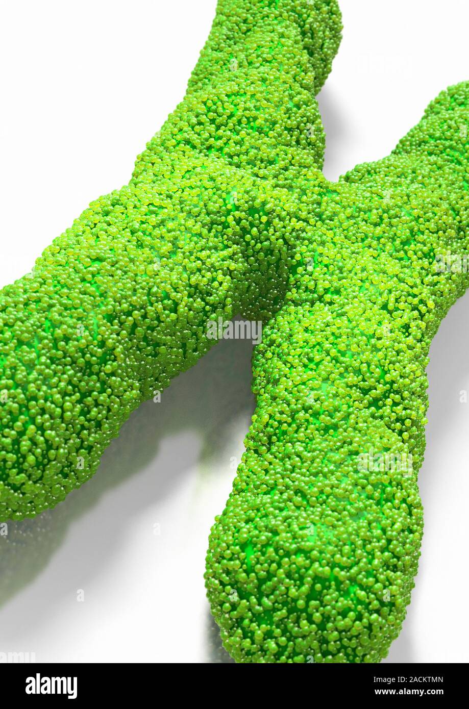 Chromosomes. Computer artwork of a human chromosome. Chromosomes are ...