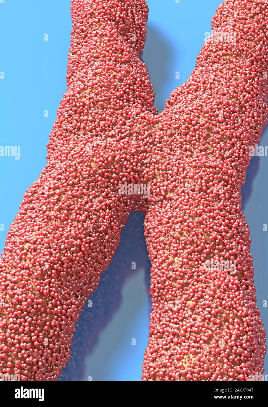 Chromosomes. Computer artwork of a human chromosome. Chromosomes are ...