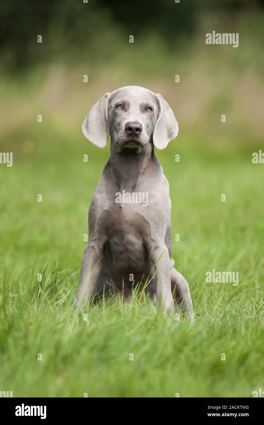 weimaraner puppy Stock Photo