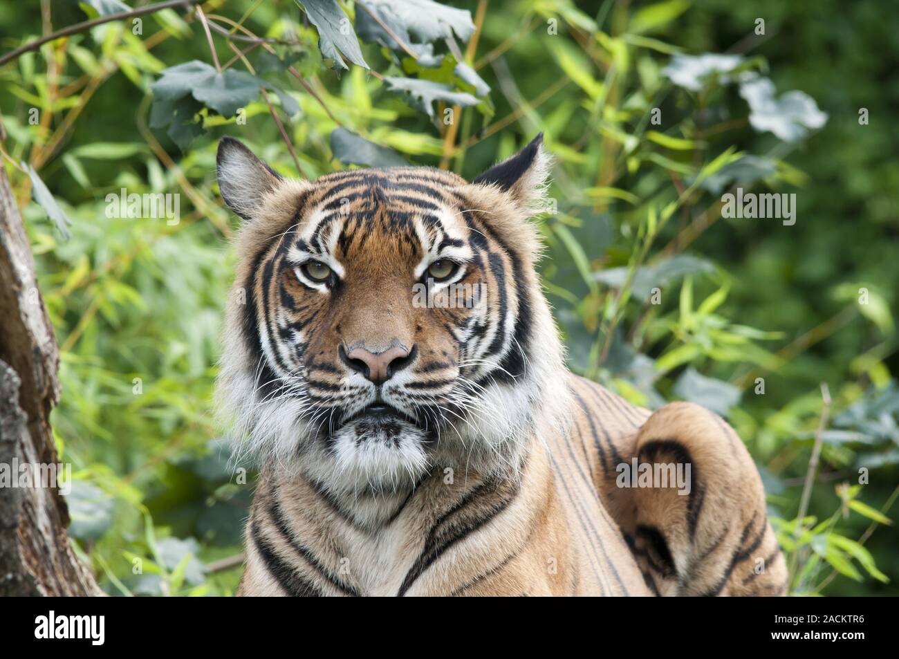 Malaysian tiger Stock Photo