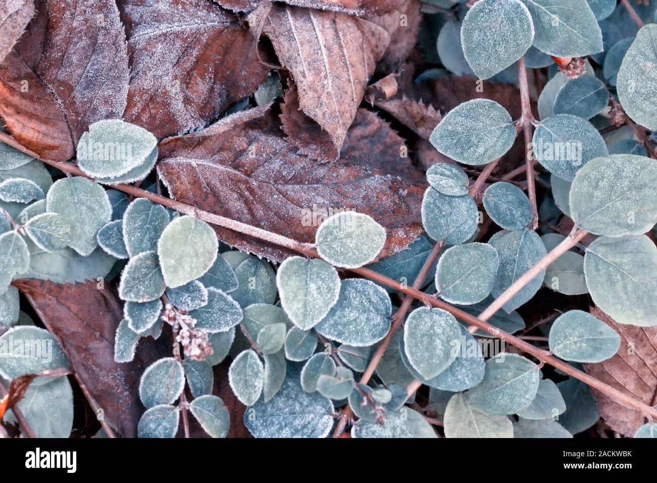 Background mixed with frozen european beech leaves (Fagus sylvatica) and cotoneaster branches Stock Photo