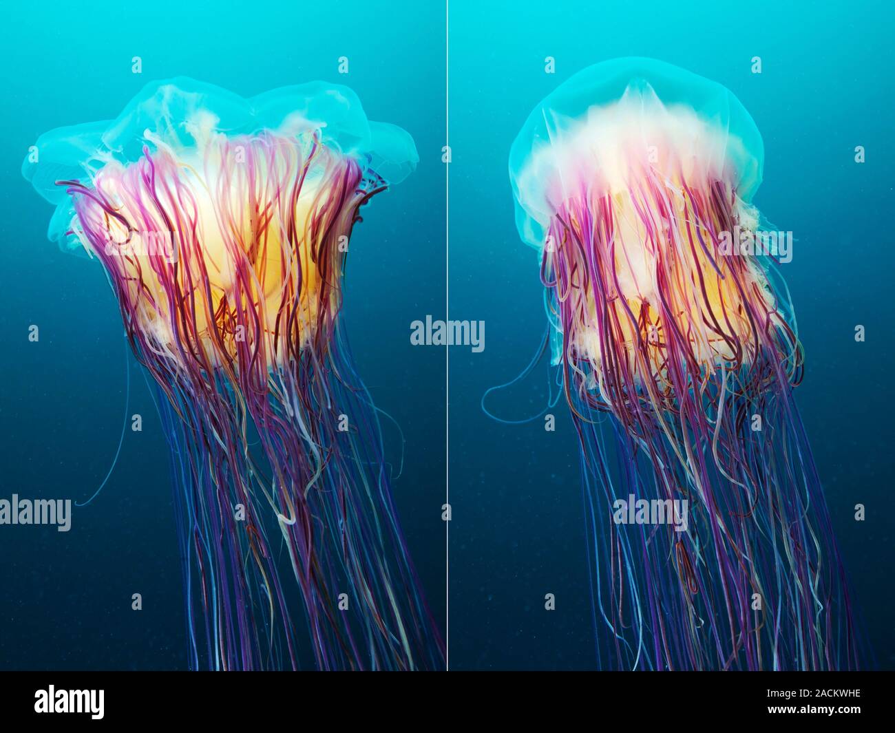 Lion s Mane Jellyfish Cyanea Capillata Japan Split Camera View To lion-s-mane-jellyfish-cyanea-capillata-japan-split-camera-view-to