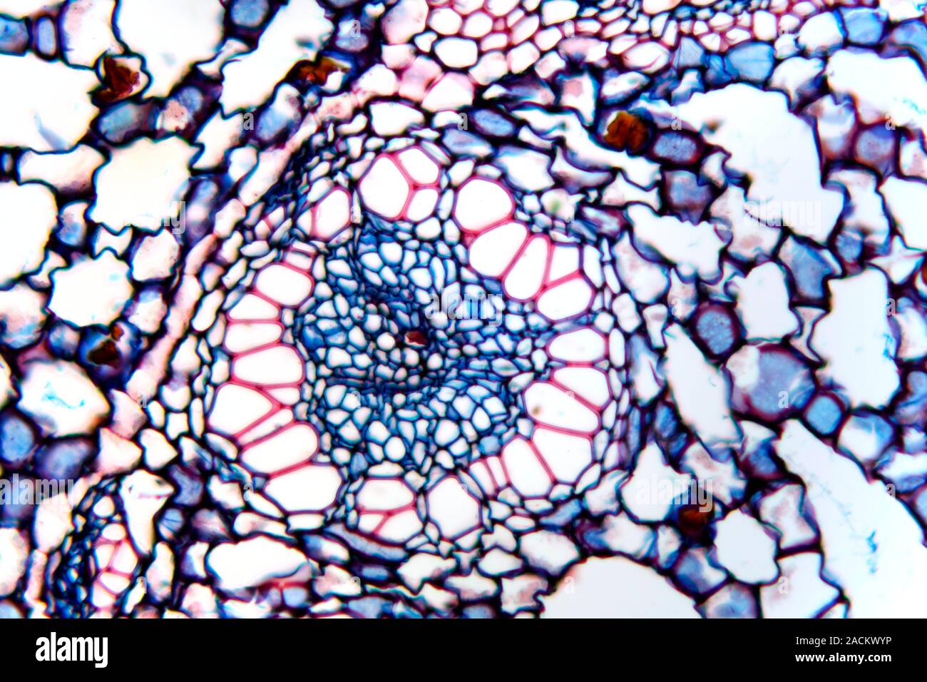 Acorus calamus rhizome. Light micrograph of a section through a rhizome ...