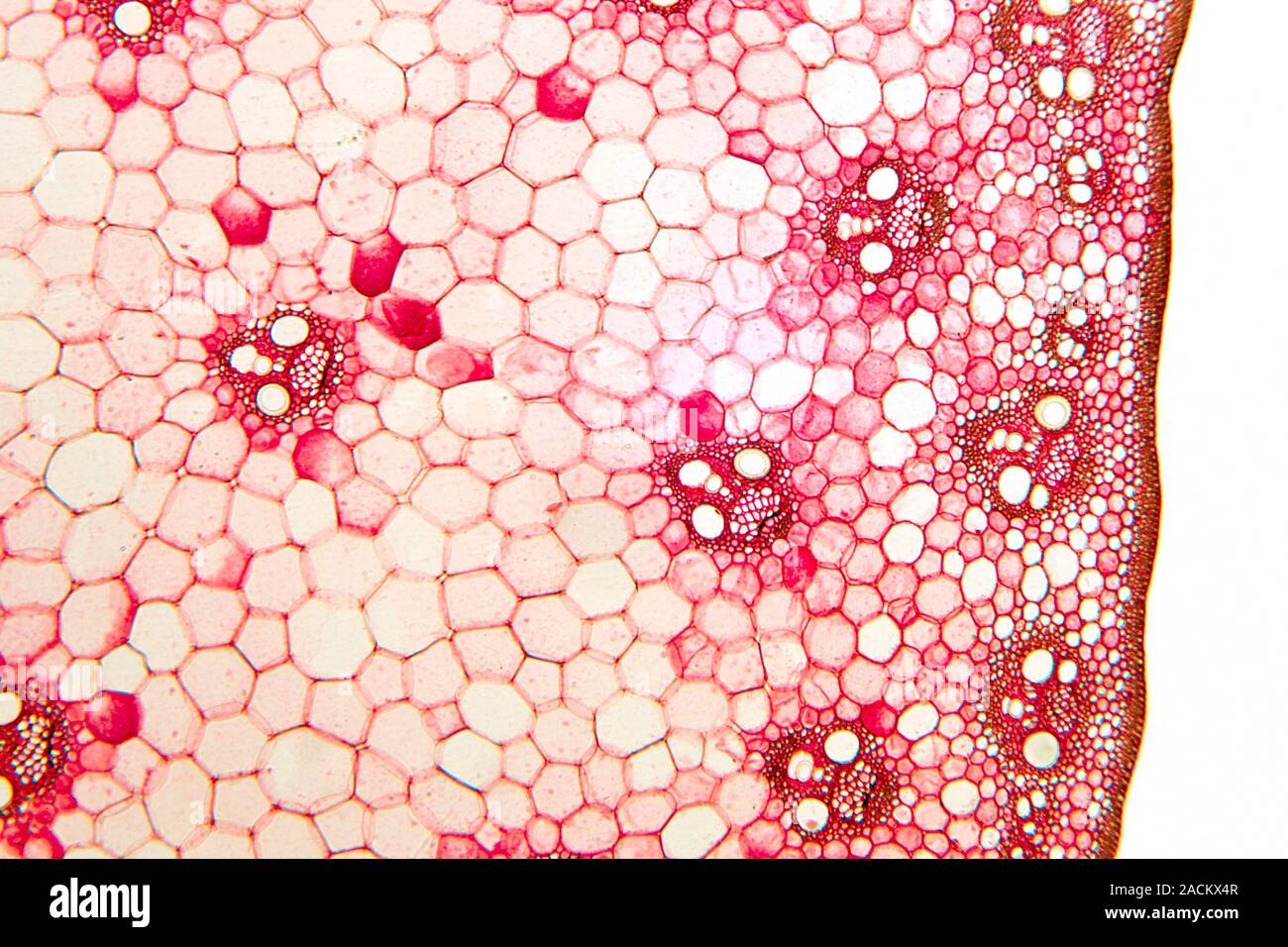Maize stem. Light micrograph of a section through the stem Maize stem. Light micrograph of a section through the stem
