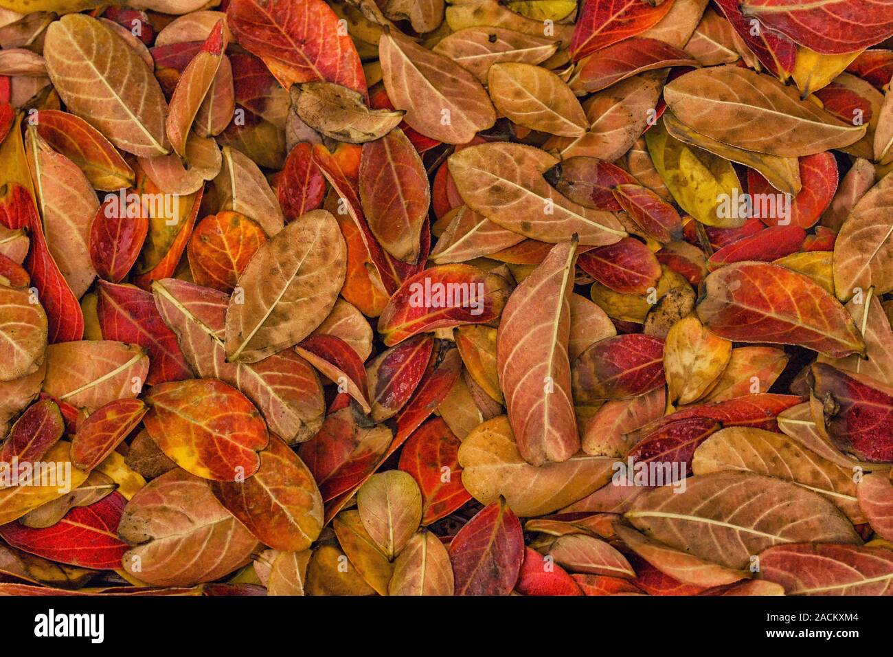 Fallen leaves of lagerstroemia indica background - amazing autumn background - original autumn colours Stock Photo