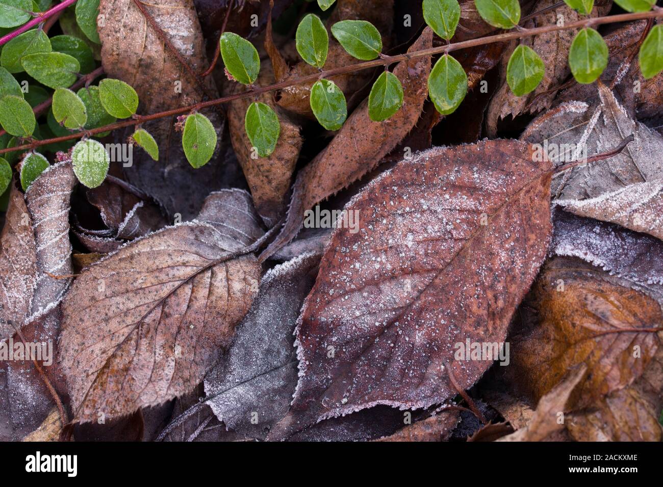 Background mixed with frozen european beech leaves (Fagus sylvatica) and cotoneaster branches Stock Photo