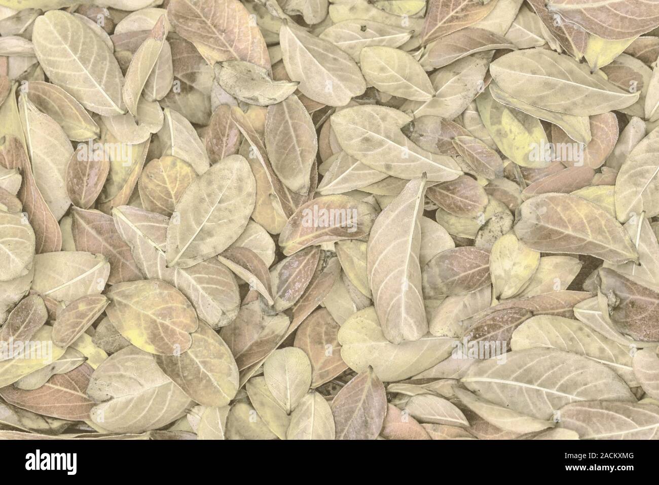 Fallen leaves of lagerstroemia indica background - amazing autumn background - light yellow tint Stock Photo