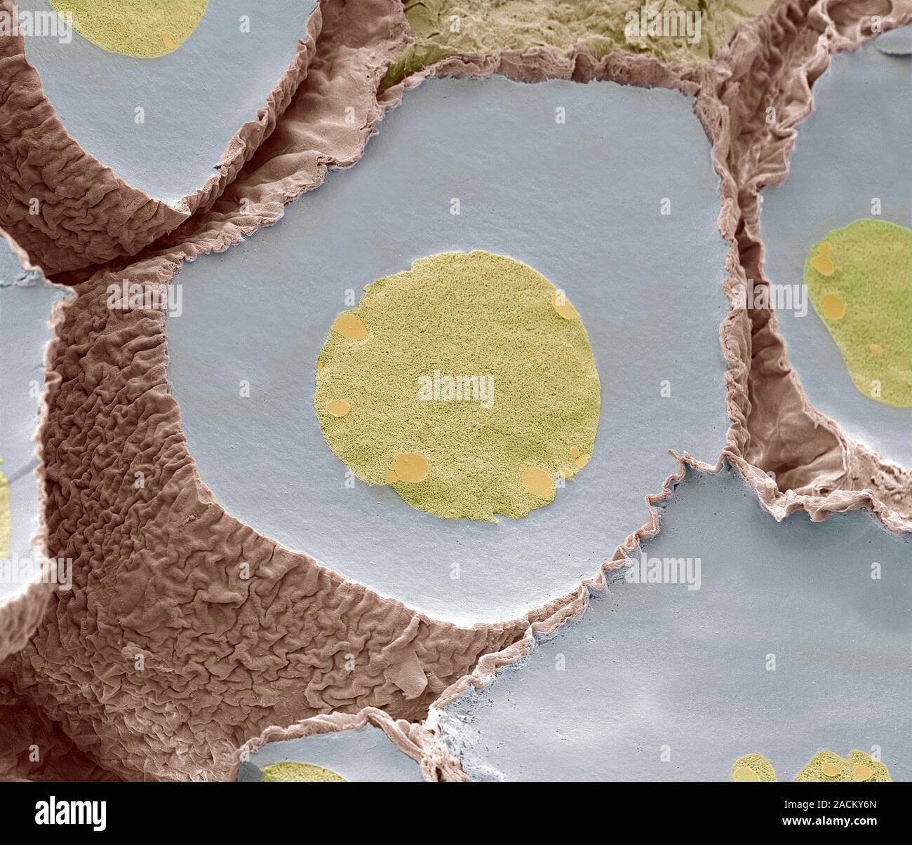 False Colour Scanning Electron Micrograph Sem Of A Fertilised Frog