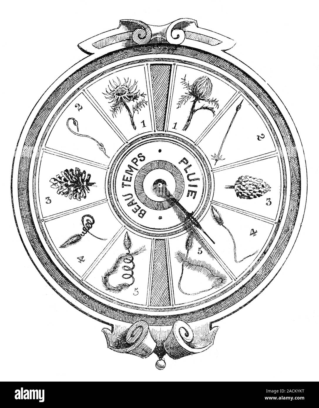 Vegetable hygrometer, 19thcentury artwork. Hygrometers are used to