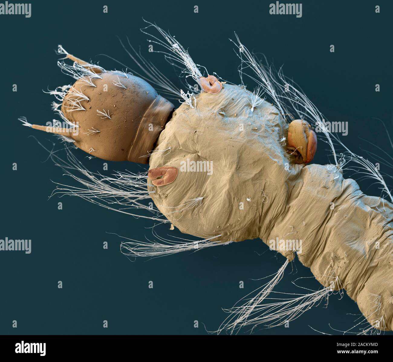 Mite on mosquito larva. Coloured scanning electron micrograph (SEM) of