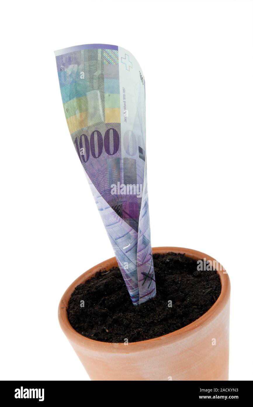 Franken money note in flower pot. Stock Photo